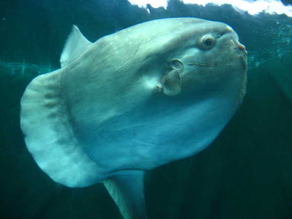 sunfish