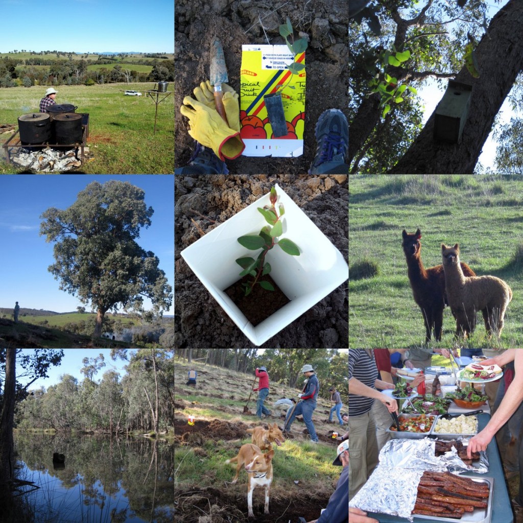 collage_treeplanting_2012_1